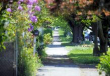 ‘마음 돌봄’이 건강 트렌드로… 실생활에서 쉽게 실천하는 스트레스 관리법 a pathway lined with lots of trees and flowers