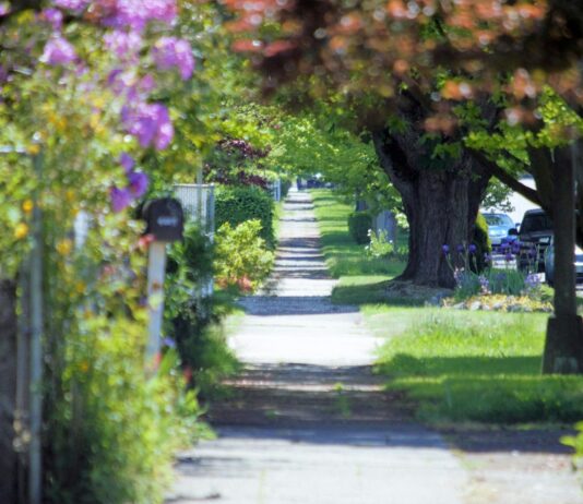 ‘마음 돌봄’이 건강 트렌드로… 실생활에서 쉽게 실천하는 스트레스 관리법 a pathway lined with lots of trees and flowers