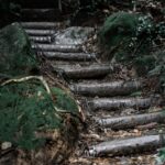 뇌건강, 일상 속 작은 실천으로 지키세요… 최신 트렌드와 실천법 a set of steps in the woods with moss growing on them