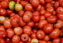 바쁜 일상 속 지키는 여성 건강, 생활 속 작은 변화가 답이다 red and green tomato fruit