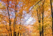 ‘마음도 건강이 필요하다’… 일상에서 실천하는 정신건강 관리법 woman walking on road with trees on side
