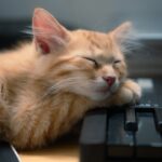 “건강한 수면, 일상에서 실천하는 새로운 트렌드와 필수 루틴” A fluffy orange kitten sleeps on a keyboard.
