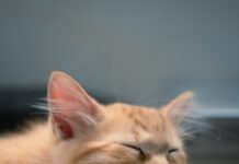 “건강한 수면, 일상에서 실천하는 새로운 트렌드와 필수 루틴” A fluffy orange kitten sleeps on a keyboard.