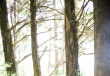 “걷기와 소확행, 일상에서 쉽게 실천하는 건강 트렌드” people walking on dirt road between trees during daytime