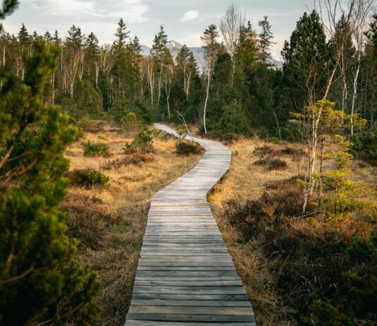 ‘느리게, 자연스럽게’…한국 웰니스 문화, 일상 안에서 확산 wooden pathway near forest during daytime