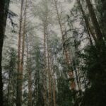 “마음도 건강 챙기는 시대, 내 삶에 맞는 스트레스 관리법 찾기” Tall pine trees in a misty forest