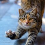 바쁜 직장인, 건강은 놓치지 말자… 요즘 뜨는 ‘마이크로 루틴’ 실천법 주목 A tabby cat stretches its front paws forward.