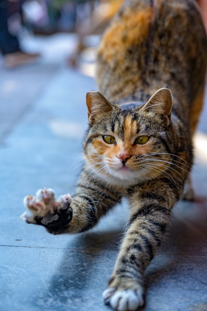 A tabby cat stretches its front paws forward.