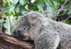 “숙면, 생활 속 작은 변화에서 시작…실천 가능한 수면 루틴 주목받아” koala bear sleeping on tree