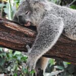 “숙면, 생활 속 작은 변화에서 시작…실천 가능한 수면 루틴 주목받아” koala bear sleeping on tree