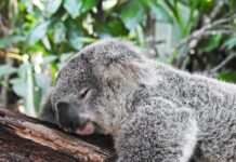 “숙면, 생활 속 작은 변화에서 시작…실천 가능한 수면 루틴 주목받아” koala bear sleeping on tree
