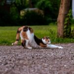 집콕 생활, 움직임에 투자하세요…일상 속 손쉬운 운동 루틴이 건강 지켜 a cat lying on the ground