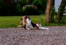 집콕 생활, 움직임에 투자하세요…일상 속 손쉬운 운동 루틴이 건강 지켜 a cat lying on the ground