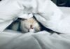 “만성피로, 지금 내 루틴부터 점검하세요”… 작은 변화가 만드는 활력 white cat sleeps under white comforter