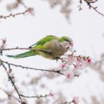 “마음 건강을 지키는 일상 루틴, 작은 변화를 시작하세요” A green parrot eats flowers on a blooming tree