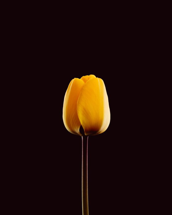 A single yellow tulip against a dark background