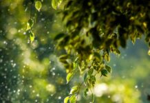 삶 속 웰니스 문화, 소확행에서 마인드풀니스까지…나만의 건강 루틴 만드는 법 selective focus photo of green vine