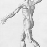 “근육, 일상 속에서 건강 지키는 힘…작은 변화로 큰 효과” Human musculature from behind