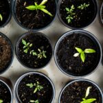 “슬기로운 웰니스 생활, 내 삶에 스며드는 건강 트렌드” green leafed seedlings on black plastic pots