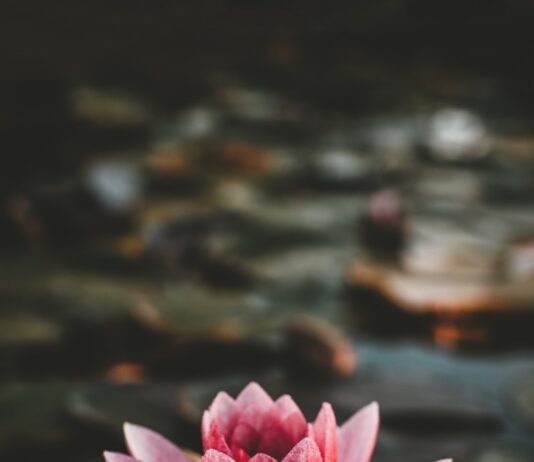 일상 속 ‘마음챙김’…정신건강 지키는 새로운 습관으로 떠오르다 pink and white lotus flower