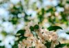 “뇌건강으로 활력 찾기, 작은 변화가 만드는 큰 차이” Sunlit white apple blossoms against a blurred green background.