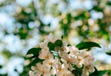 “뇌 건강, 일상에서 지키는 똑똑한 습관이 열쇠” Sunlit white apple blossoms against a blurred green background.