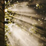 만성피로, 일상 속 작은 변화로 벗어나자 sun rays coming through trees