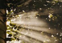 만성피로, 일상 속 작은 변화로 벗어나자 sun rays coming through trees