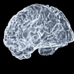 뇌건강 지키기, 일상 속 작은 변화가 해답 a close up of a human brain on a black background