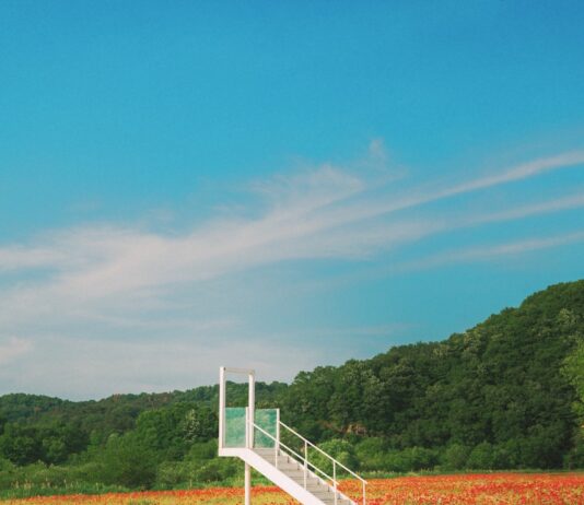 나를 돌보는 새로운 일상, 웰니스 문화 속으로 White staircase in a vibrant field of red poppies.