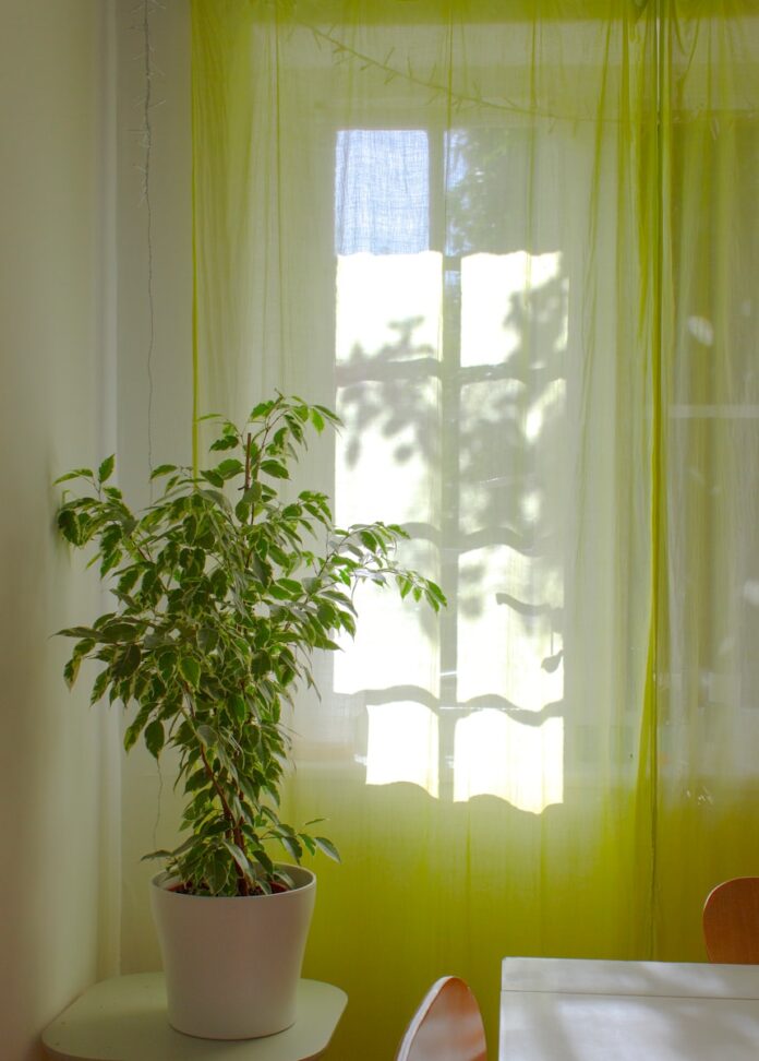Photo by Darren Richardson green plant near white window curtain