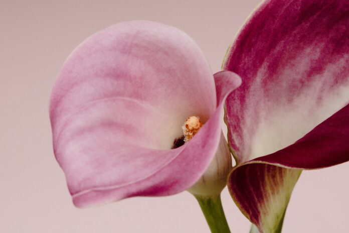 Photo by Takashi Miyazaki Two pink and purple calla lilies against a light background