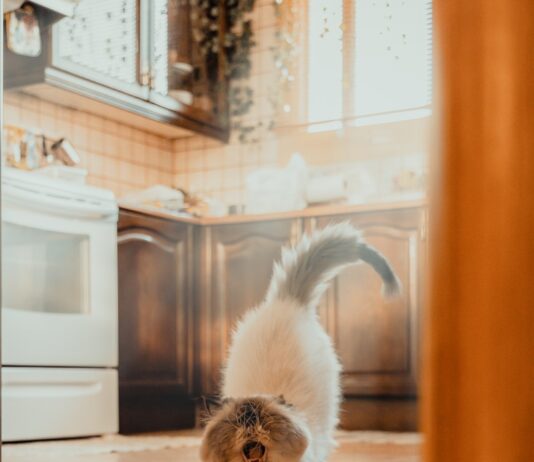 나만의 건강 루틴, 작지만 강력한 ‘마이크로 해빗’이 인기 a cat that is standing on a tile floor