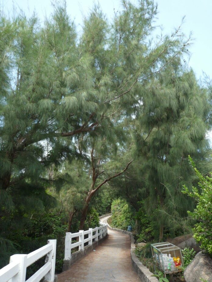 Winding path with a white fence under tall green trees