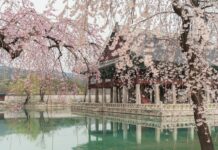 마음 챙김, 건강관리의 시작…일상 속 ‘마음돌봄’ 실천법 주목 Cherry blossoms frame a historic korean palace
