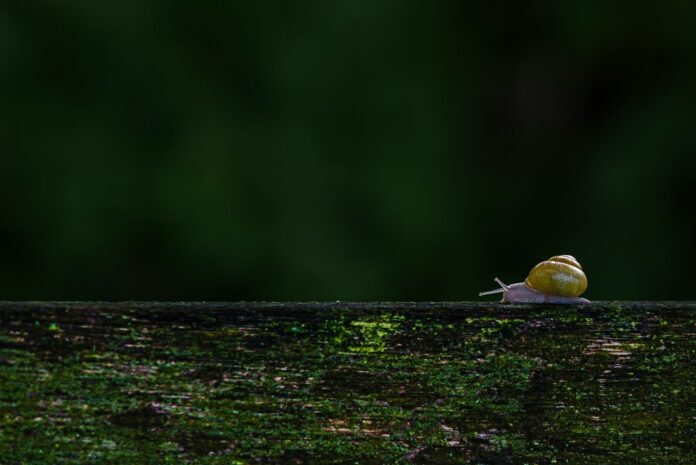 Photo by Lucas van Oort A small yellow bird sitting on top of a wooden fence
