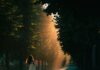 아침 걷기 열풍 확산, 일상 속에서 건강 챙기는 법 A person with long hair walking down a tree-lined path in golden light