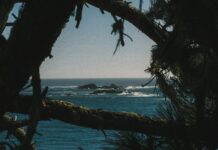 현대인의 ‘마음 쉼’ 트렌드… 일상에서 실천하는 마인드풀니스 루틴 확산 Dark pine branches framing a view of the blue ocean and rocky islands