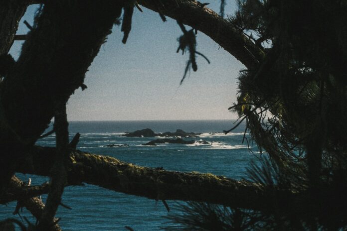 Dark pine branches framing a view of the blue ocean and rocky islands